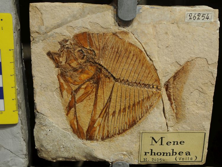 fossile (pesce su lastra, esemplare)