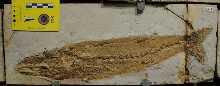 fossile (pesce su lastra, esemplare)