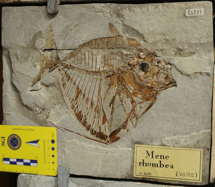 fossile (pesce su lastra, esemplare)