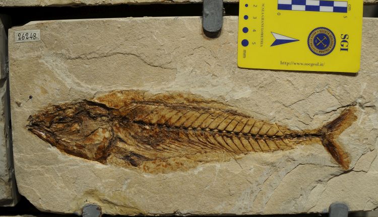 fossile (pesce su lastra, esemplare)