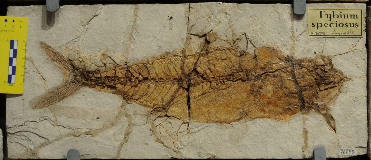 fossile (pesce su lastra, esemplare)
