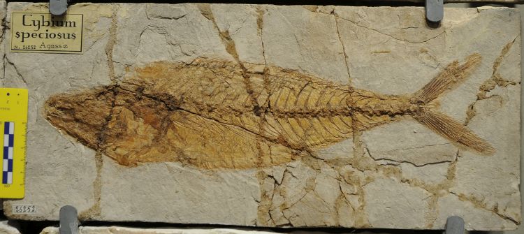 fossile (pesce su lastra, esemplare)