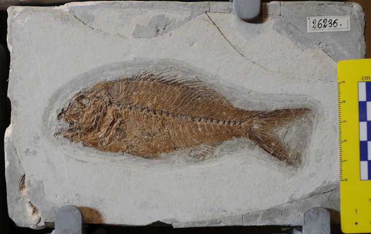 fossile (pesce su lastra, esemplare)