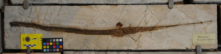 fossile (pesce su lastra, esemplare)