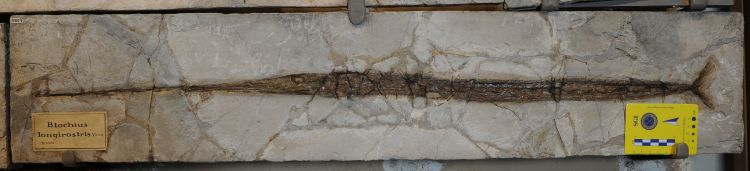 fossile (pesce su lastra, esemplare)