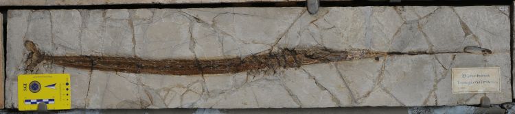 fossile (pesce su lastra, esemplare)
