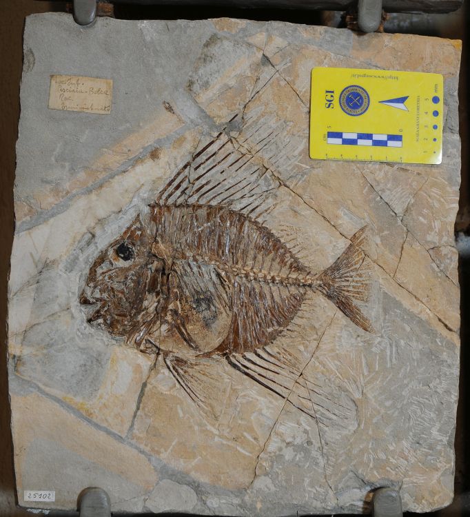 fossile (pesce su lastra, esemplare)