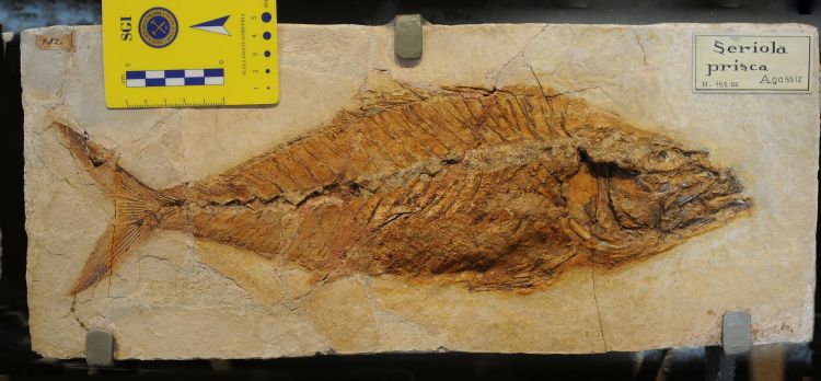 fossile (pesce su lastra, esemplare)