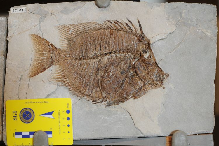 fossile (pesce su lastra, esemplare)