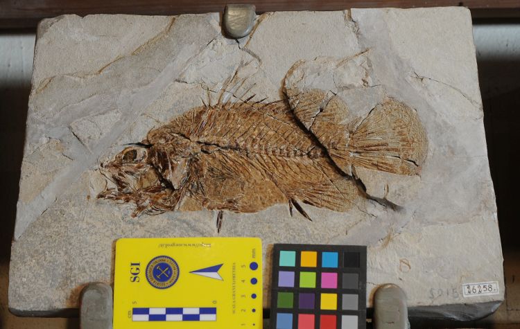 fossile (pesce su lastra, esemplare)