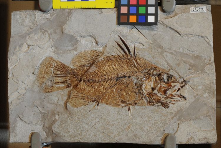 fossile (pesce su lastra, esemplare)