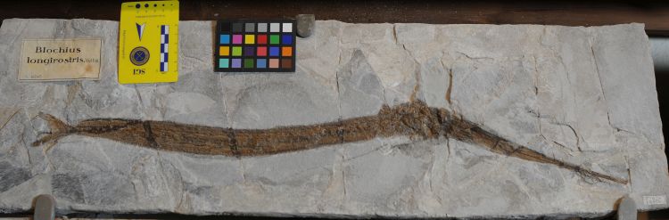 fossile (pesce su lastra, esemplare)