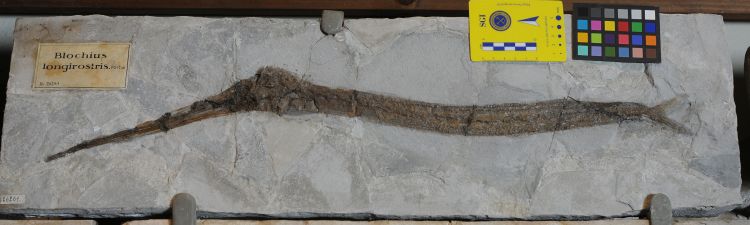 fossile (pesce su lastra, esemplare)
