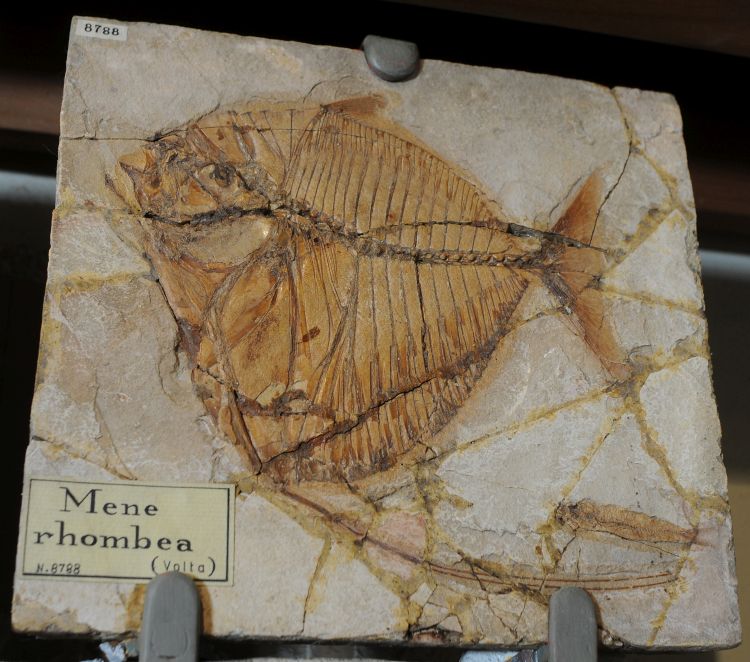 fossile (pesce su lastra, esemplare)