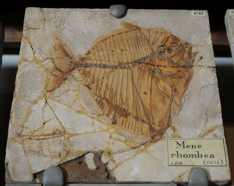 fossile (pesce su lastra, esemplare)