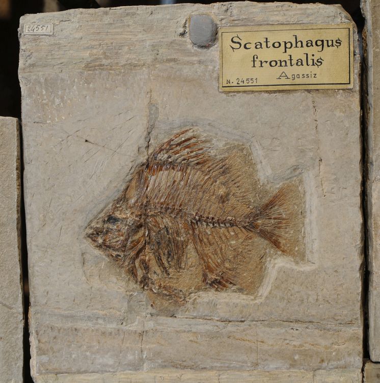 fossile (pesce su lastra, esemplare)
