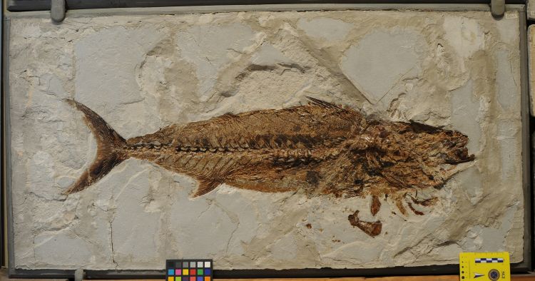 fossile (pesce su lastra, esemplare)