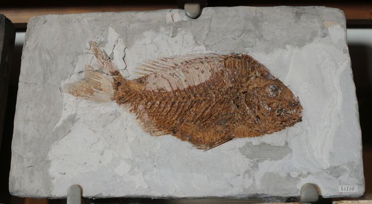 fossile (pesce su lastra, esemplare)