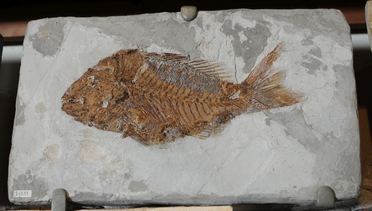 fossile (pesce su lastra, esemplare)