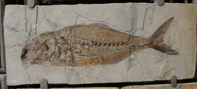 fossile (pesce su lastra, esemplare)
