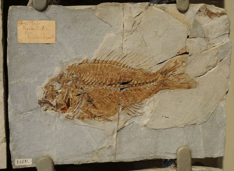 fossile (pesce su lastra, esemplare)