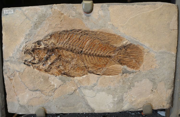 fossile (pesce su lastra, esemplare)
