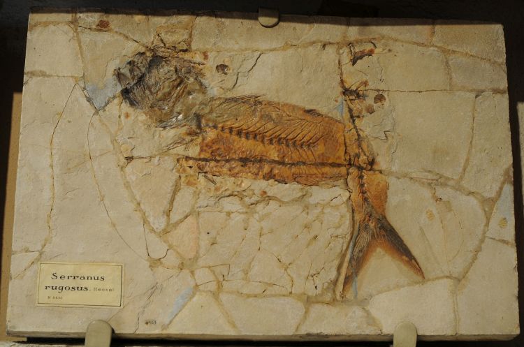fossile (pesce su lastra, esemplare)
