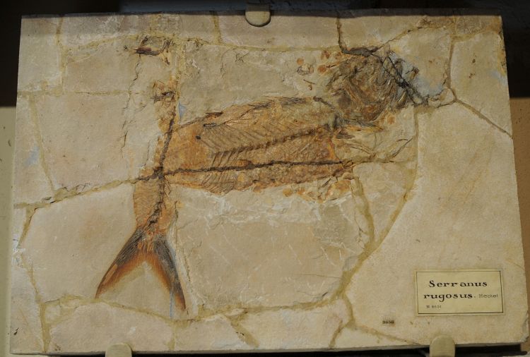 fossile (pesce su lastra, esemplare)