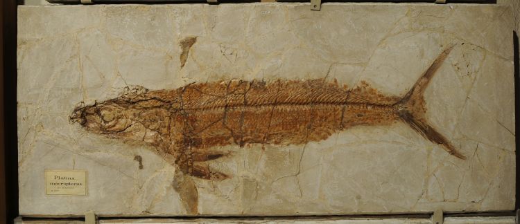 fossile (pesce su lastra, esemplare)