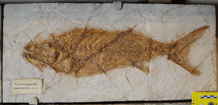 fossile (pesce su lastra, esemplare)
