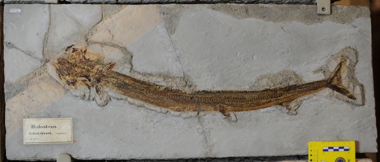 fossile (pesce su lastra, esemplare)
