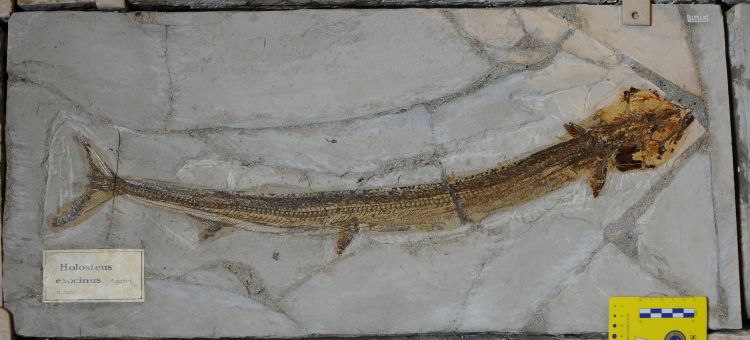 fossile (pesce su lastra, esemplare)