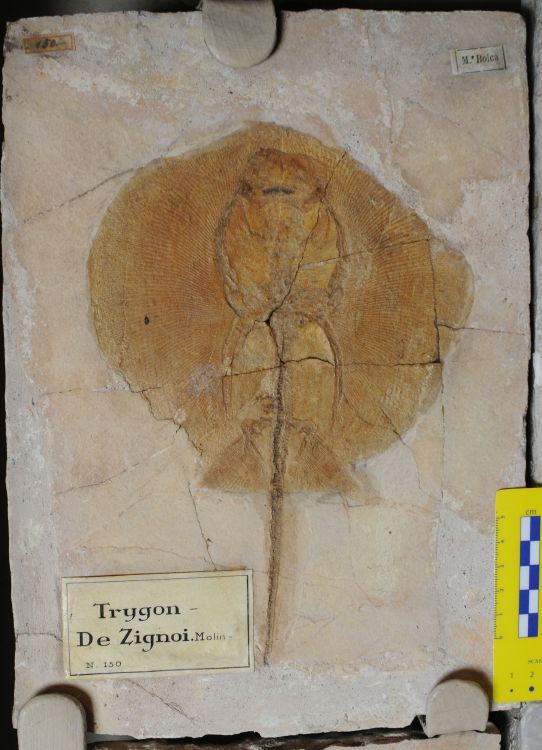 fossile (pesce su lastra, esemplare)