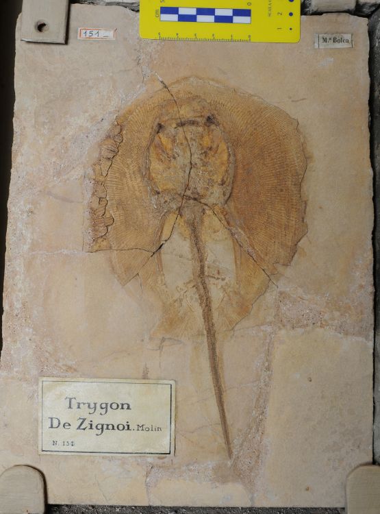 fossile (pesce su lastra, esemplare)