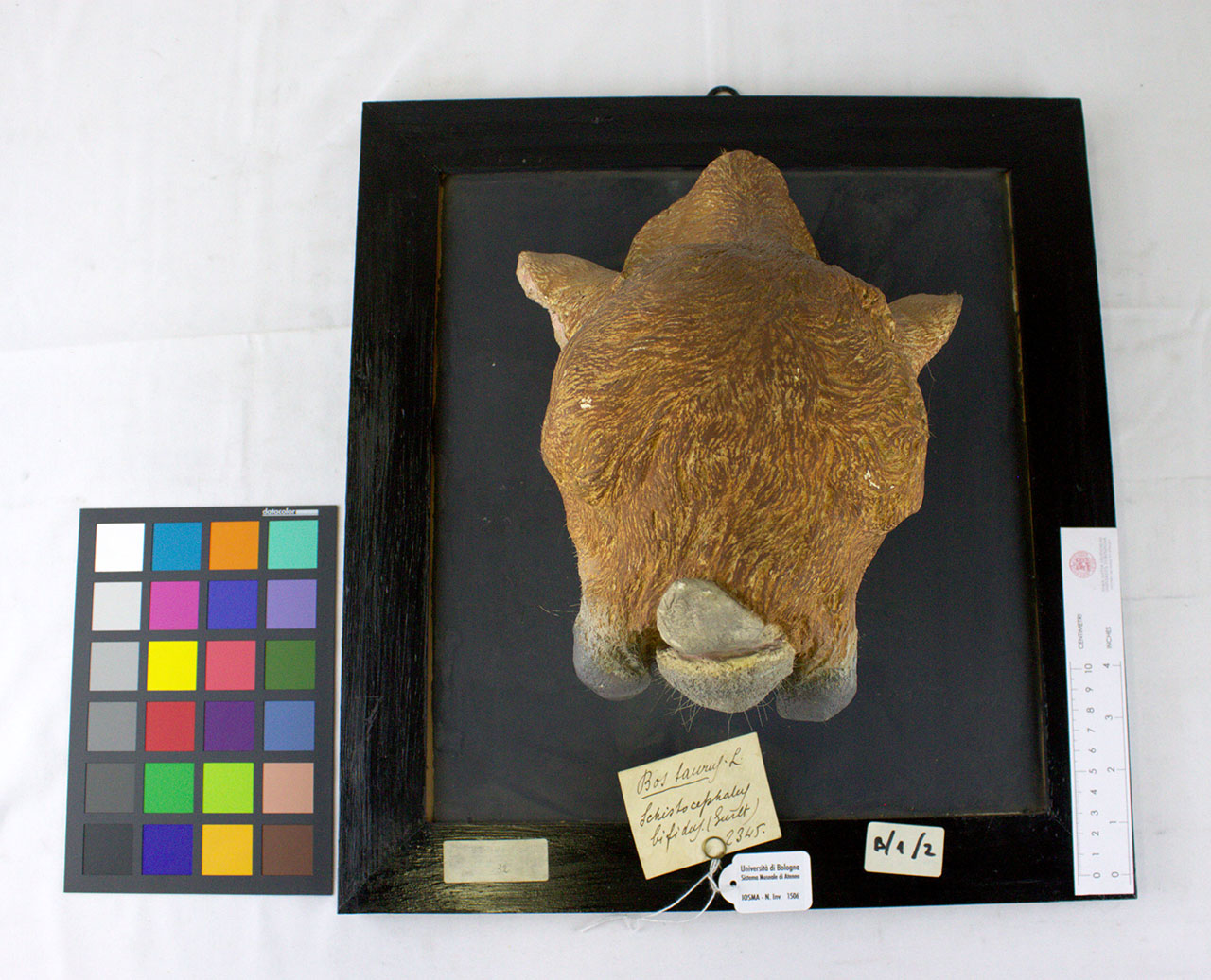 VERTEBRATI/MAMMIFERI/vitello (esemplare)