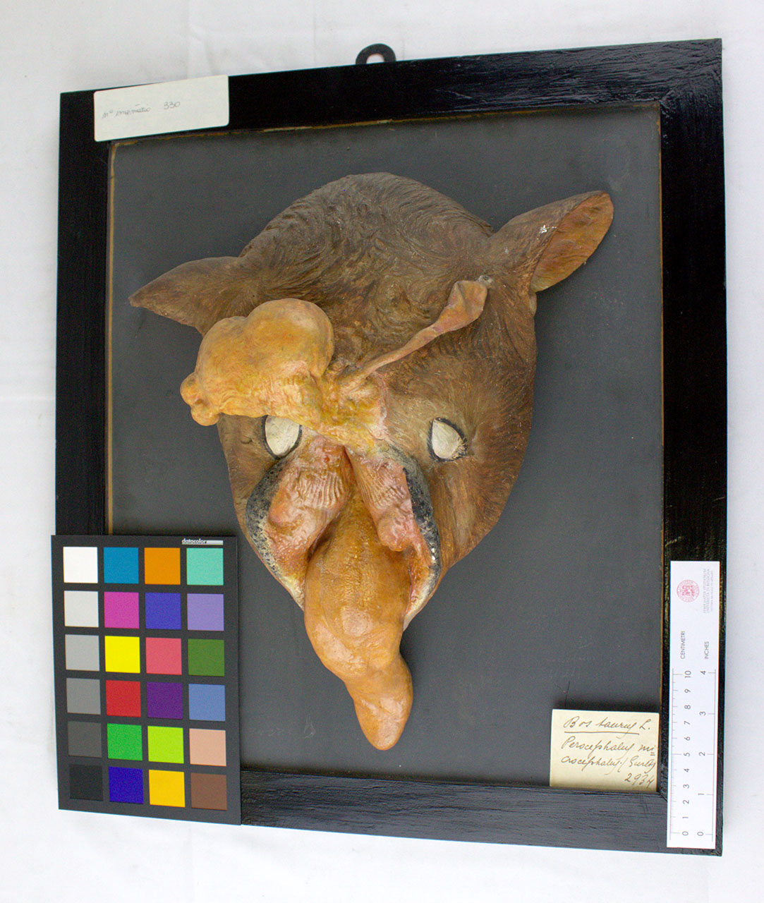 VERTEBRATI/MAMMIFERI/vitello (esemplare)