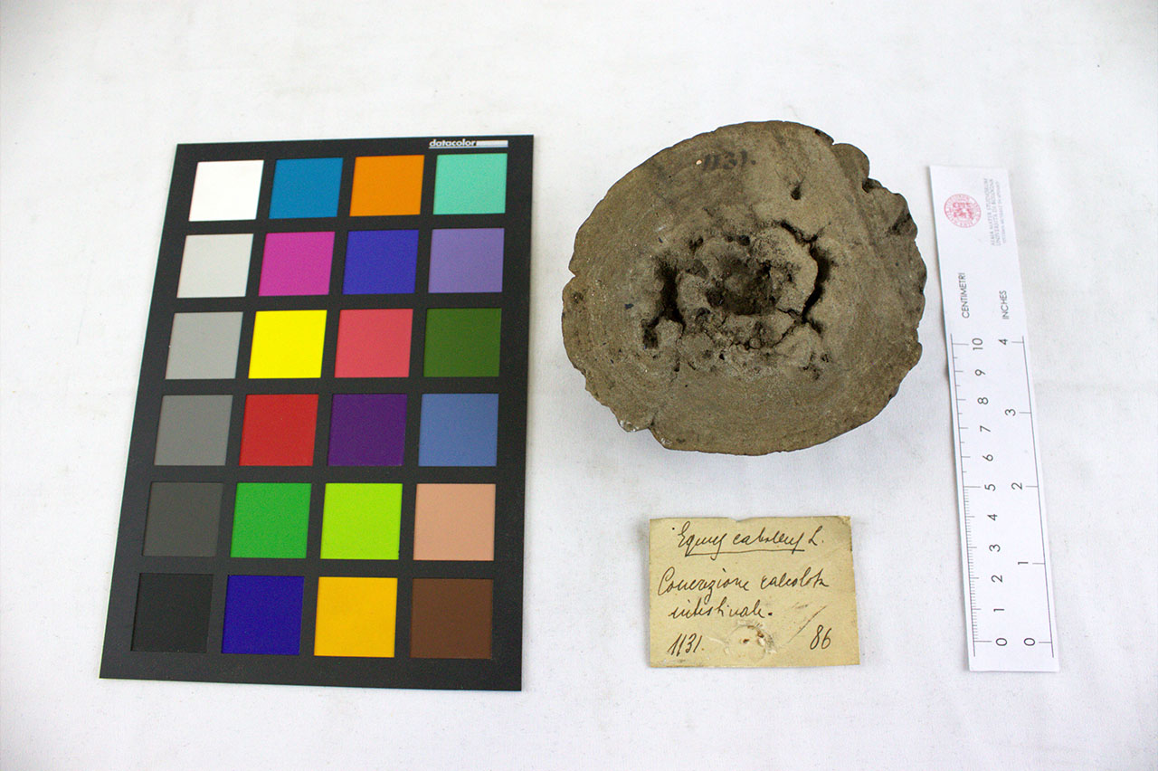 VERTEBRATI/ MAMMIFERI/ cavallo (esemplare)