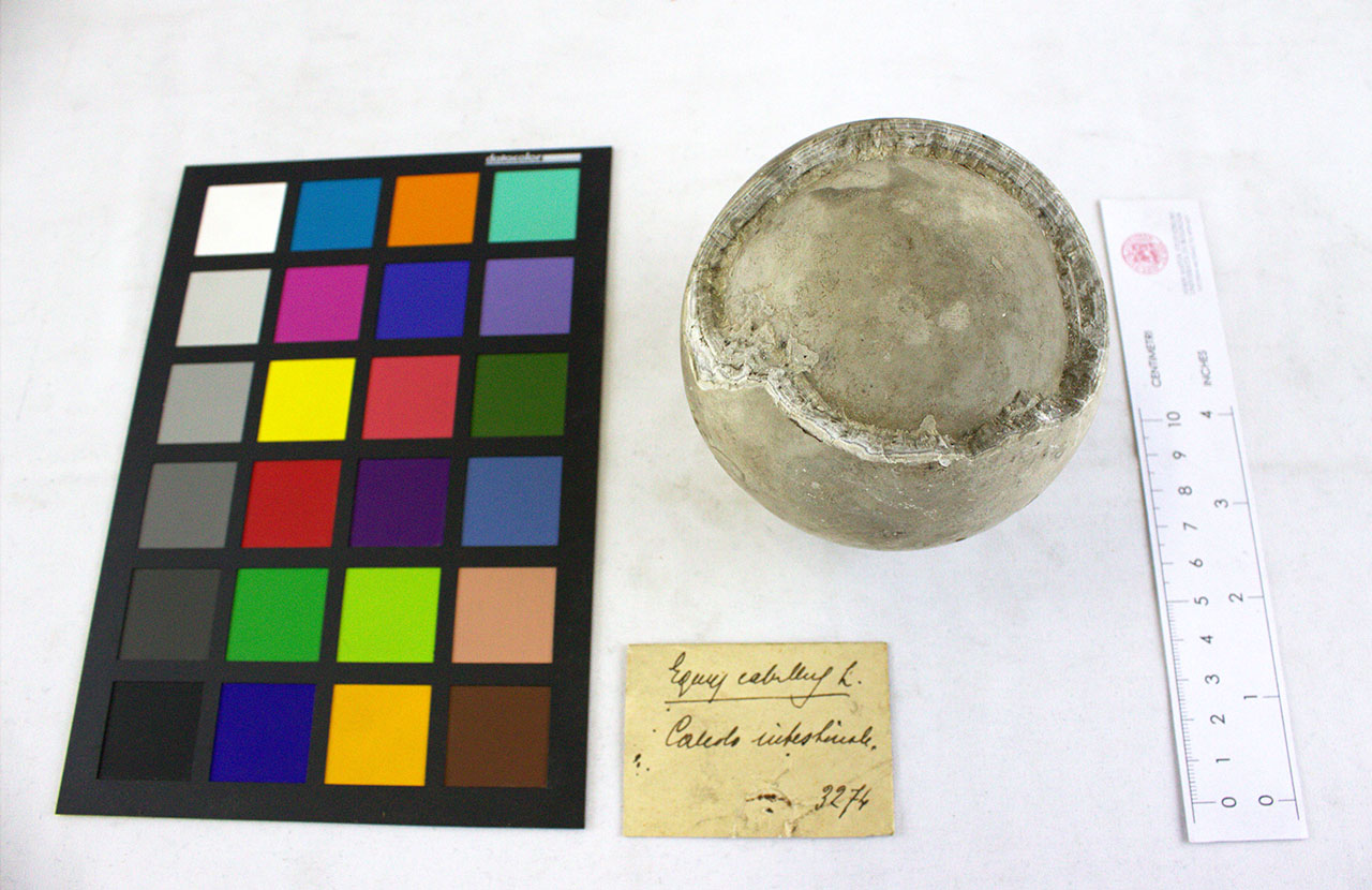 VERTEBRATI/ MAMMIFERI/ cavallo (esemplare)