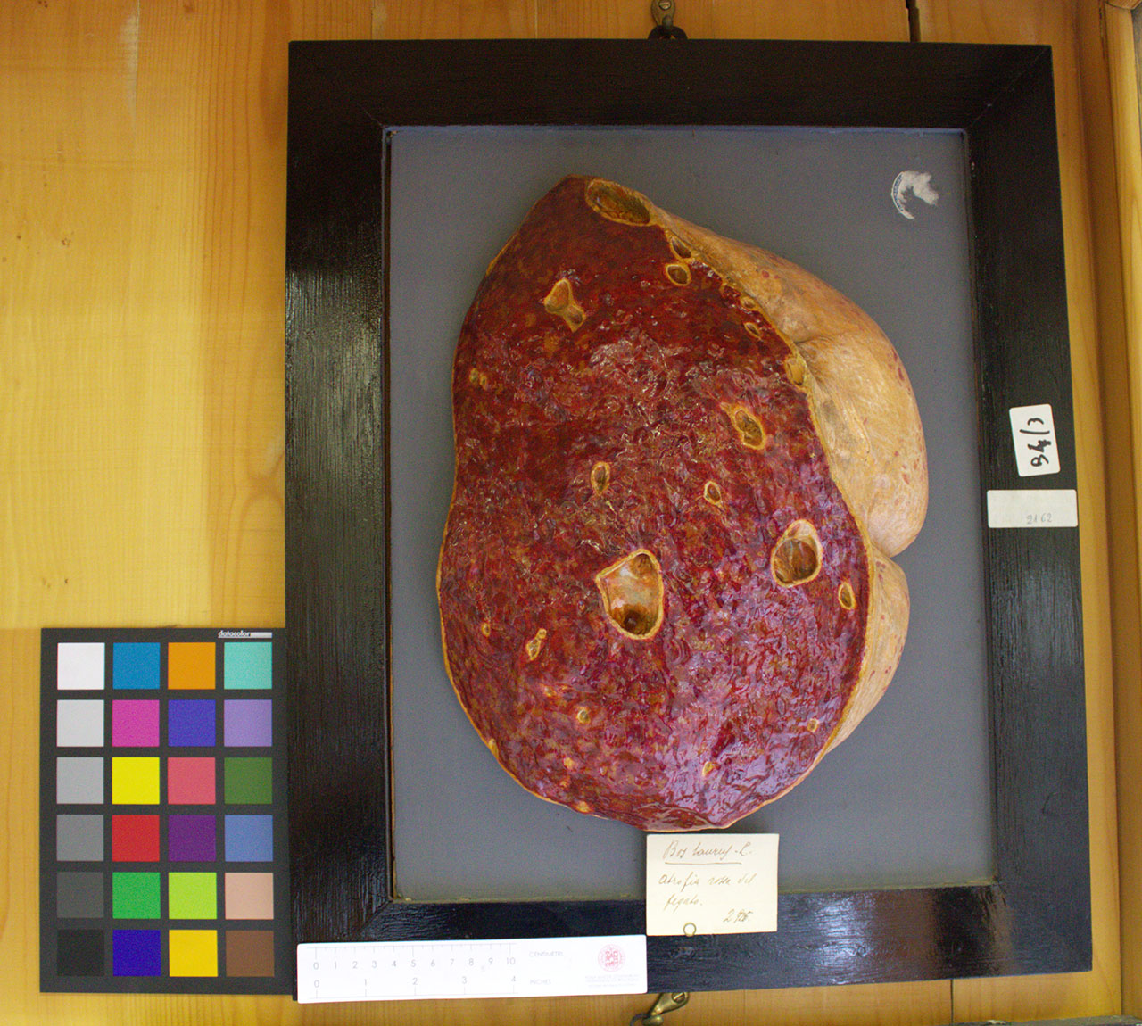 VERTEBRATI/MAMMIFERI/bue (esemplare)