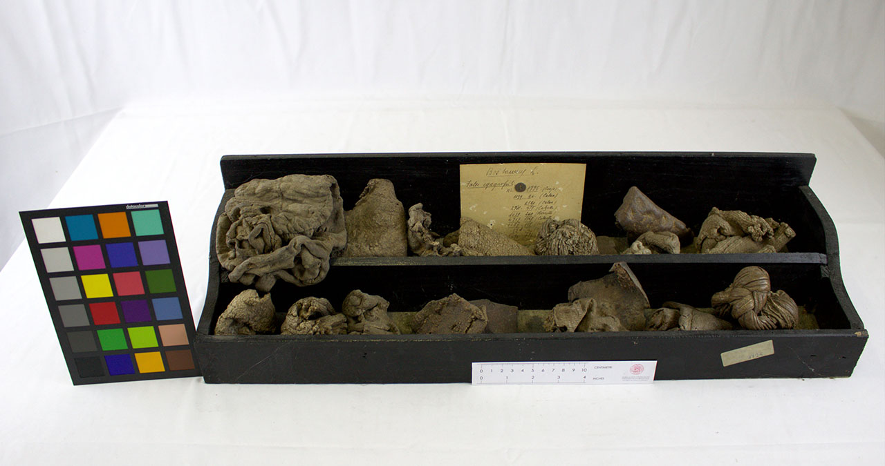 VERTEBRATI/ MAMMIFERI/ bovino (esemplare)