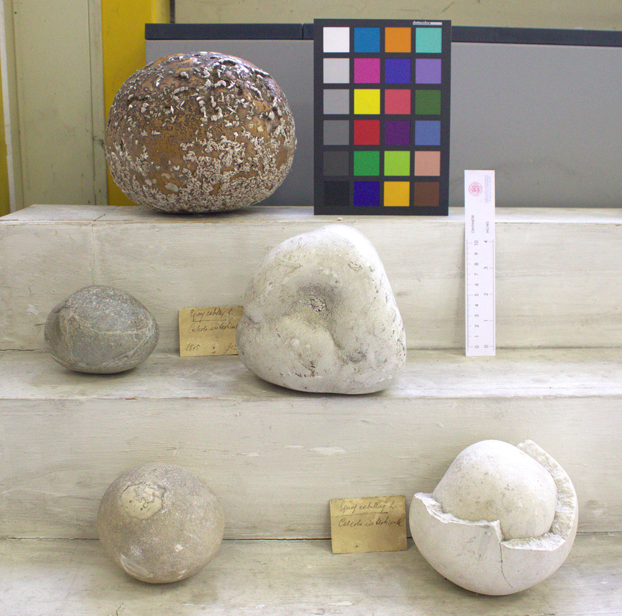 VERTEBRATI/ MAMMIFERI/ cavallo (esemplare)