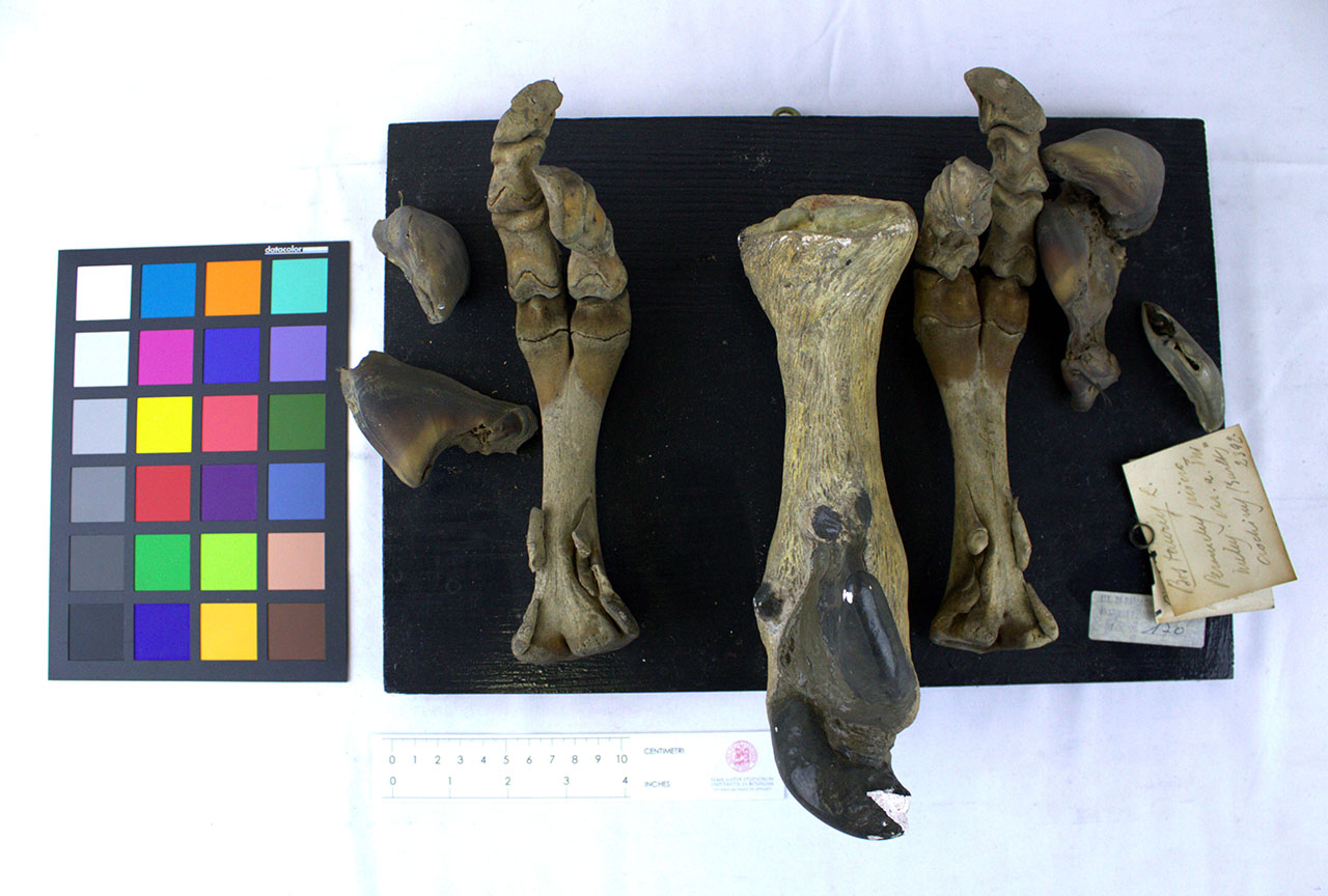 VERTEBRATI/MAMMIFERI/vitello (esemplare)