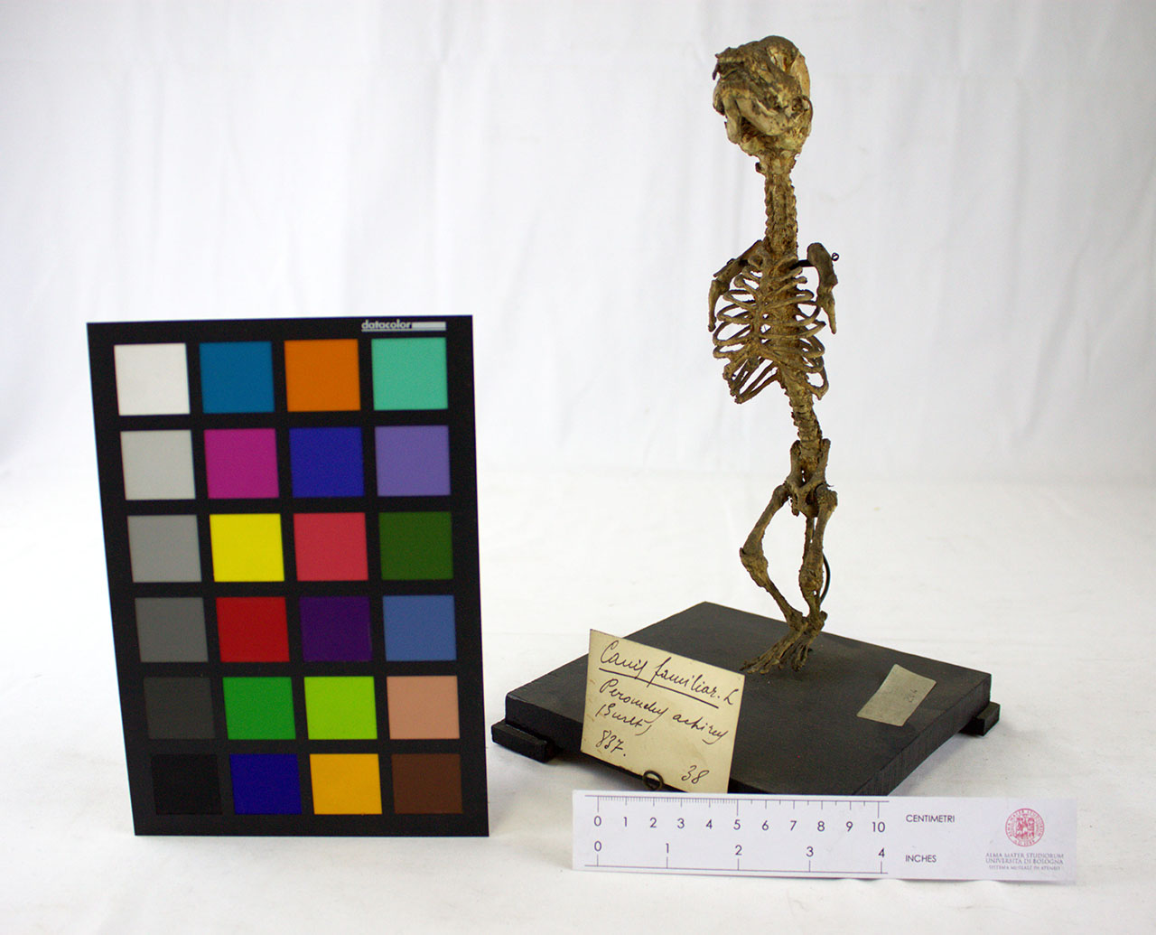 VERTEBRATI/MAMMIFERI/cane (esemplare)