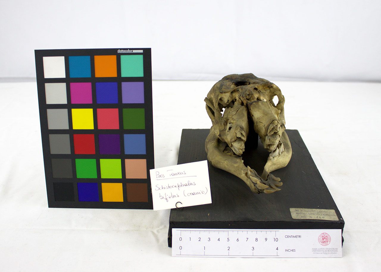 VERTEBRATI/ MAMMIFERI/ bovino (esemplare)