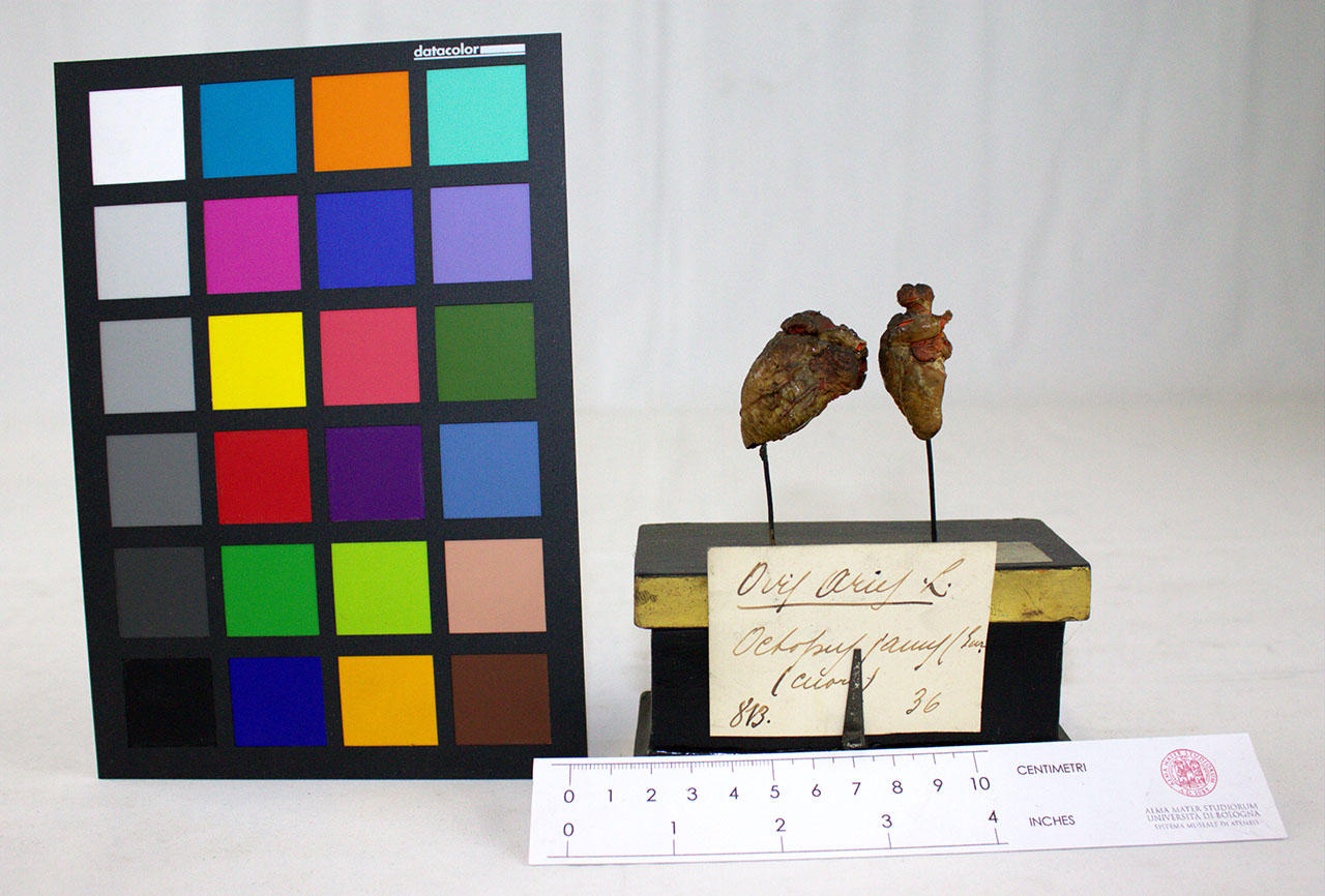 VERTEBRATI/MAMMIFERI/pecora (esemplare)