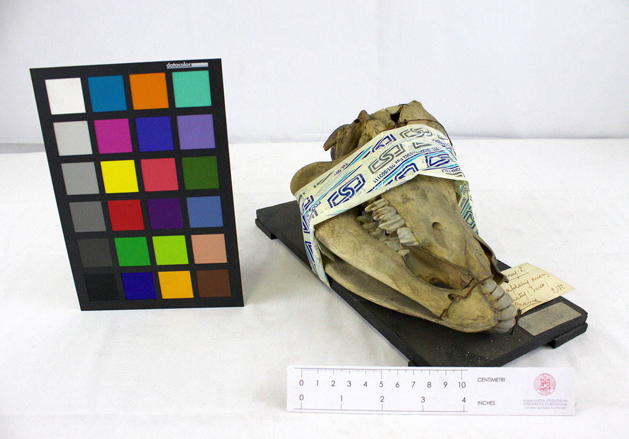 VERTEBRATI/MAMMIFERI/vitello (esemplare)