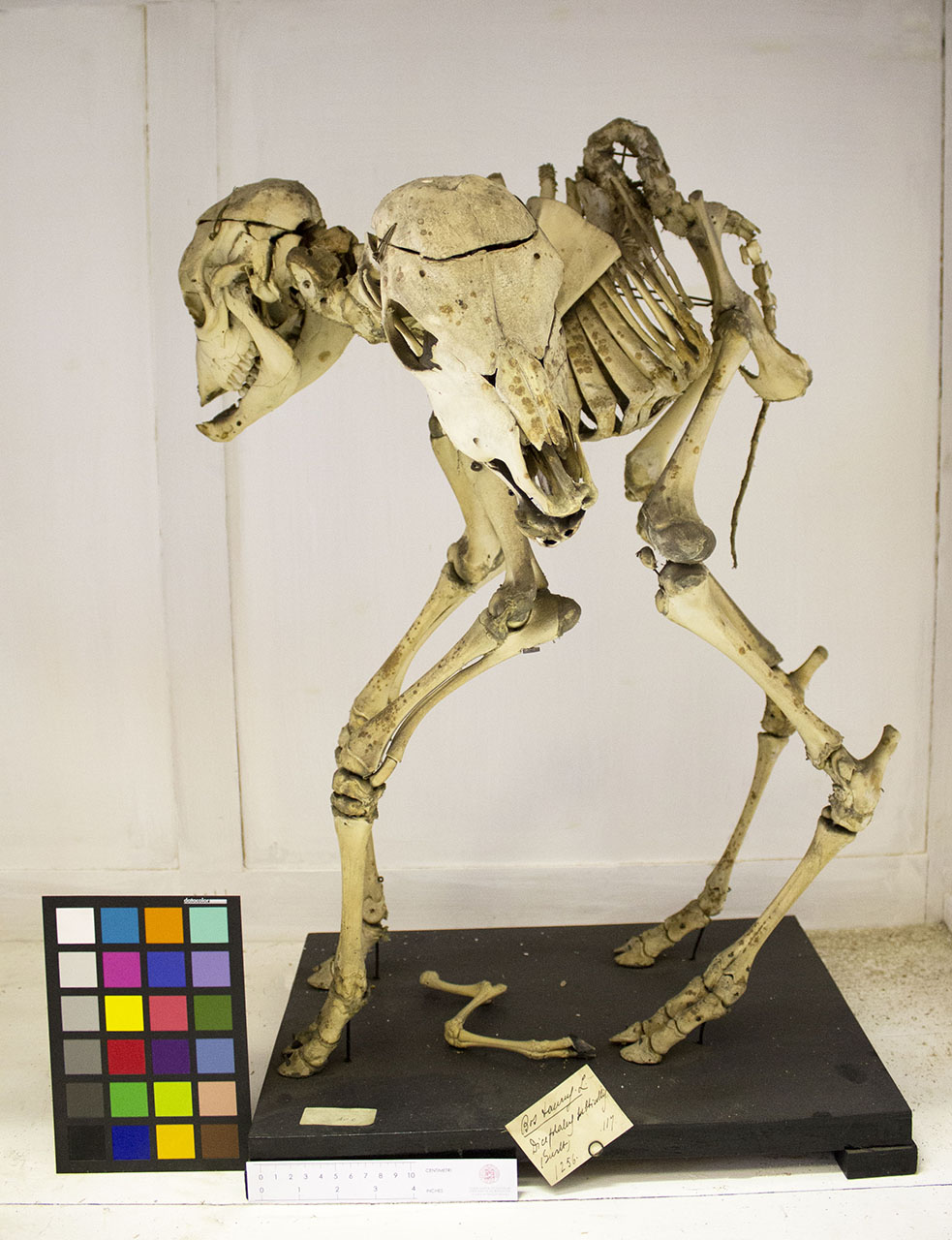 VERTEBRATI/MAMMIFERI/vitello (esemplare)