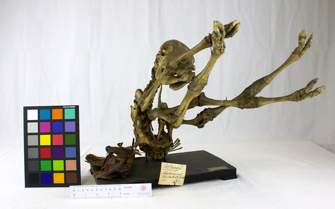 VERTEBRATI/MAMMIFERI/vitello (esemplare)