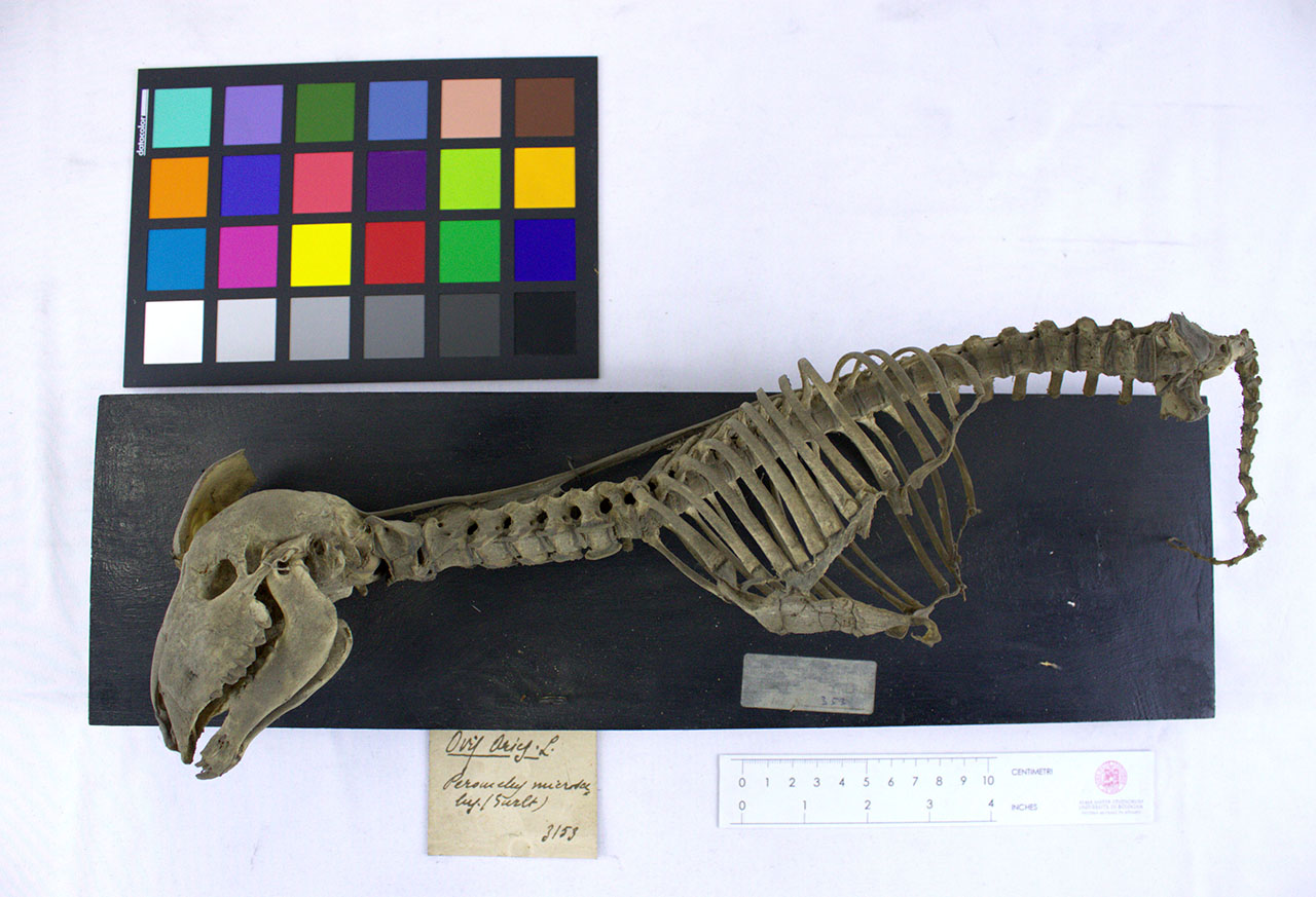 VERTEBRATI/MAMMIFERI/agnello (esemplare)