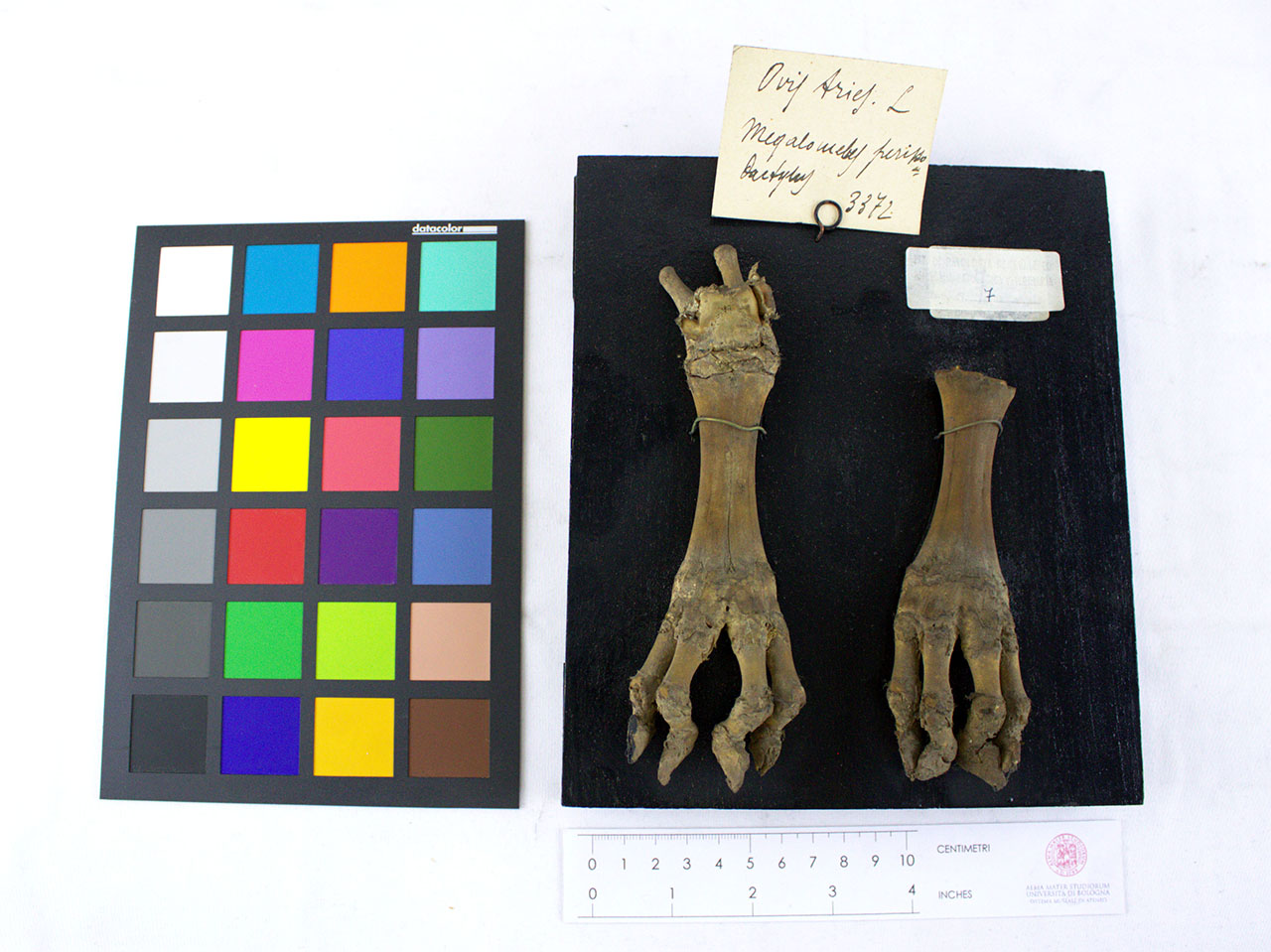 VERTEBRATI/MAMMIFERI/agnello (esemplare)